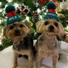 Toy Yorkie Yorkshire Terrier Puppies