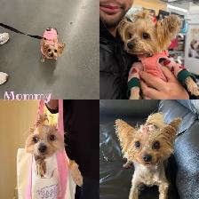 Toy Yorkie Yorkshire Terrier Puppies - Photo 3