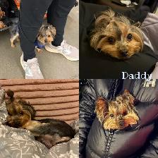Toy Yorkie Yorkshire Terrier Puppies - Photo 4