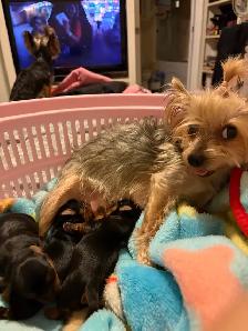 Toy Yorkie Yorkshire Terrier Puppies - Photo 5