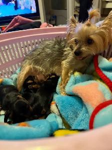 Toy Yorkie Yorkshire Terrier Puppies - Photo 6