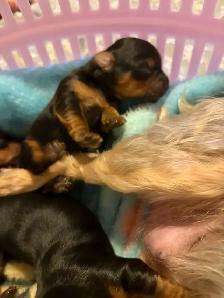 Toy Yorkie Yorkshire Terrier Puppies - Photo 7