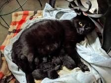 black kittens - Photo 2