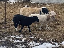 Easter lamb - Photo 4