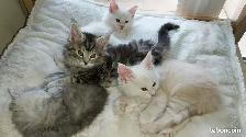 chatons main coon a donner