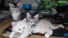 chatons main coon a donner - Photo 2