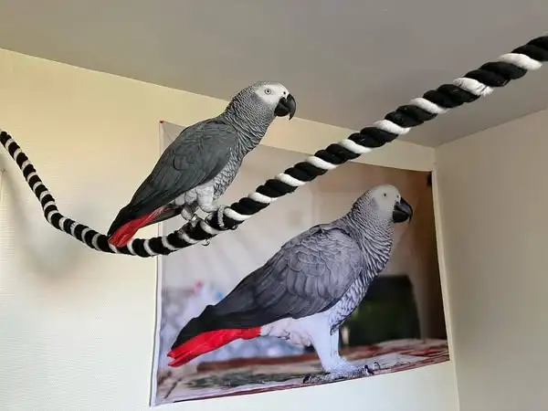 couples gris d'afrique disponible