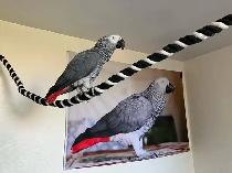 couples gris d'afrique disponible