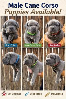 ICCF Cane Corso pups - Photo 2