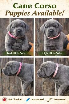 ICCF Cane Corso pups - Photo 3
