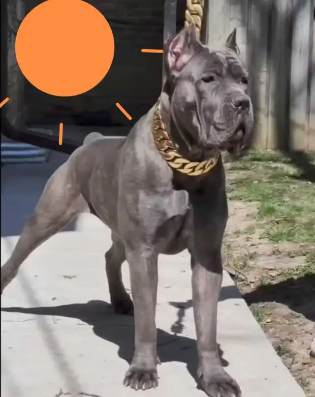 ICCF Cane Corso pups - Photo 5