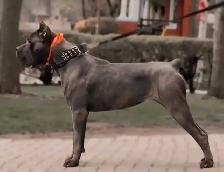 ICCF Cane Corso pups - Photo 6