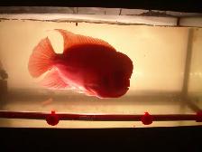 MOVING SALE SUPER RED MONKEY $450 ( BEST OFFER )