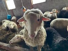 Agneaux lourd mâles  aïd el-kebir 6,70$/lbs