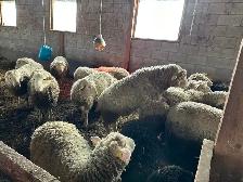 Agneaux lourd mâles  aïd el-kebir 6,70$/lbs - Photo 2