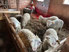 Agneaux lourd mâles  aïd el-kebir 6,70$/lbs - Photo 4