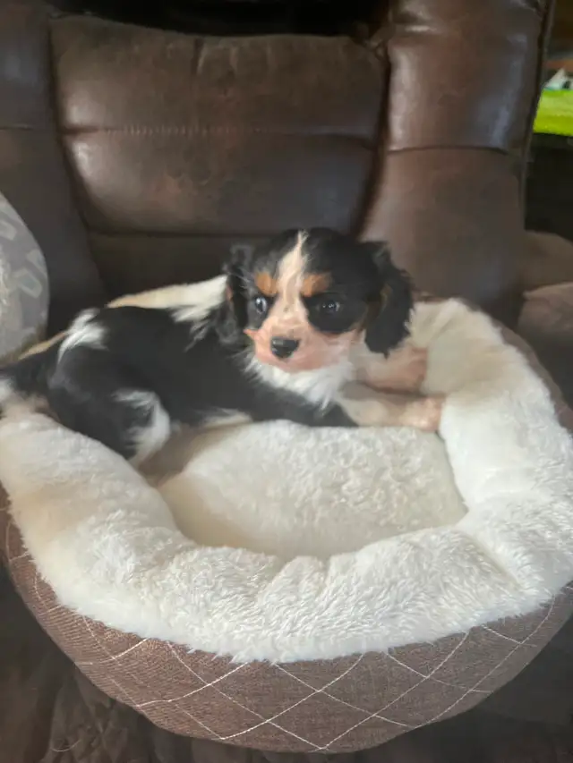 Cavalier King Charles