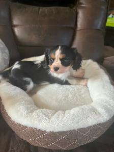 Cavalier King Charles