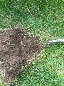 Grubs and Chinch Bugs Damaged Your Lawn? We can repair