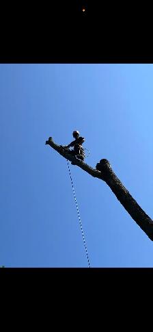 Tree Removal, Wood Chipping