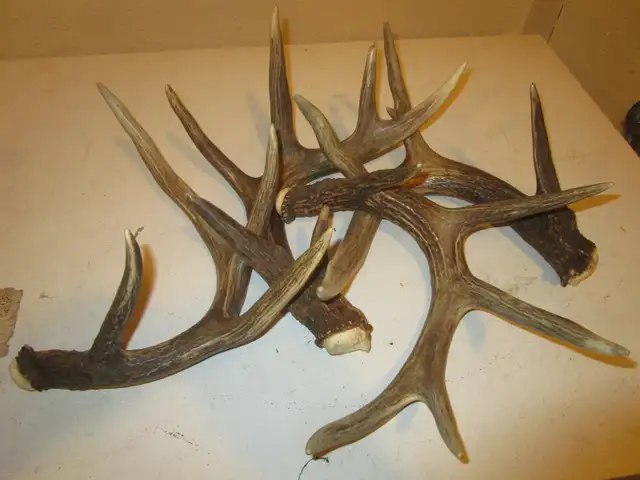 Paying Cash for Naturally Shed Antlers
