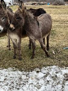 donkey male - Photo 2