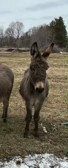 donkey male - Photo 3