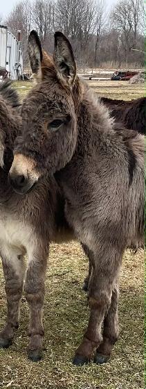 donkey male - Photo 4