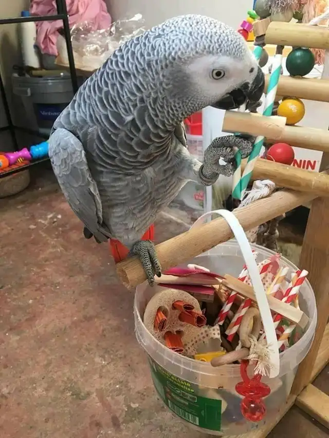 perroquet gris d'afrique a donner