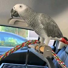 perroquet gris d'afrique a donner - Photo 2