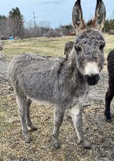 Donkey female