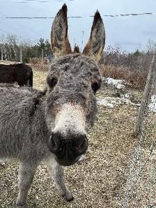Donkey female - Photo 2
