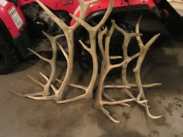 Paying Cash for Naturally Shed Antlers