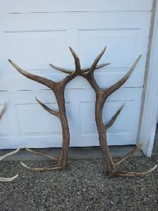 Paying Cash for Naturally Shed Antlers