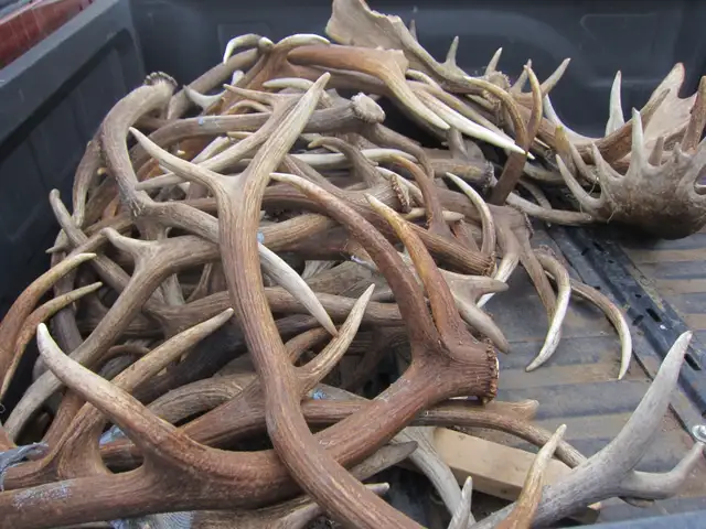 Paying Cash for Naturally Shed Antlers