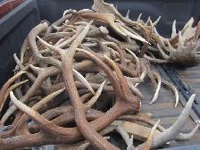 Paying Cash for Naturally Shed Antlers