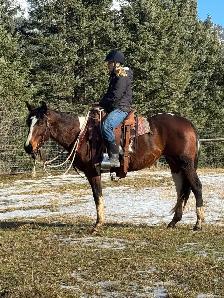 Quiet and Sweet 2023 Mare