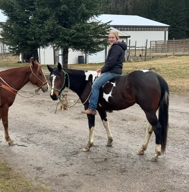 Quiet and Sweet 2023 Mare - Photo 3