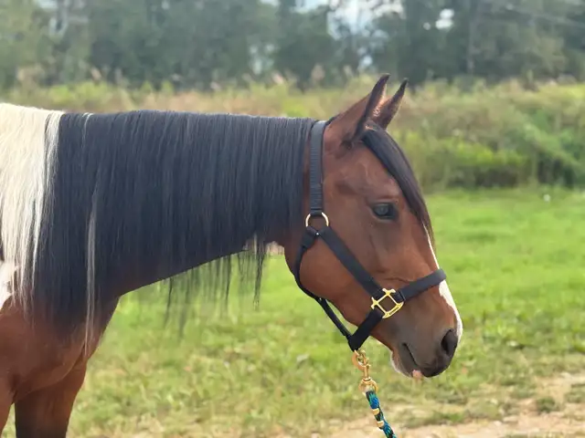 Quiet and Sweet 2023 Mare - Photo 8