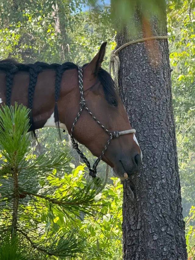 Quiet and Sweet 2023 Mare - Photo 9