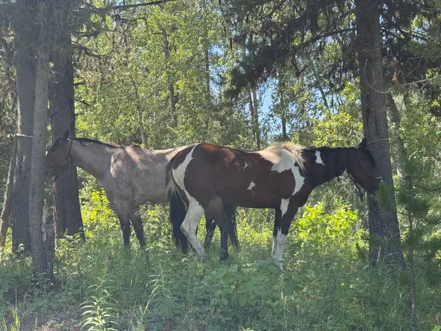 Quiet and Sweet 2023 Mare - Photo 10