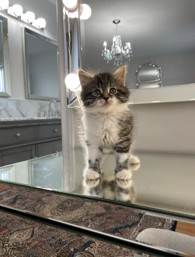 ⭐️Maine Coon Kittens⭐️ - Health Card & Samples - - Photo 3