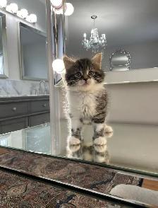 ⭐️Maine Coon Kittens⭐️ - Health Card & Samples - - Photo 3