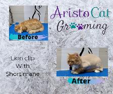 AristoCat Grooming - Orleans - Photo 3