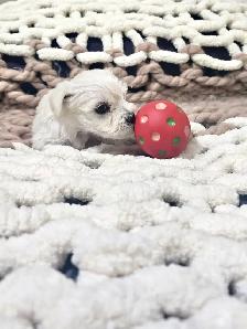 Yorkiepoo Puppy 1 Female Left!