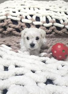 Yorkiepoo Puppy 1 Female Left! - Photo 2