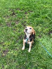 Beagle available
