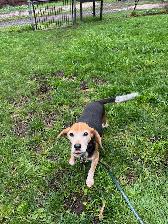 Beagle available - Photo 2