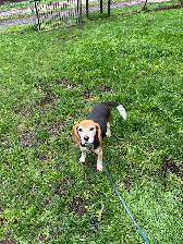 Beagle available - Photo 3