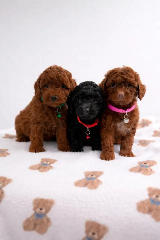 Caniche toy Toy poodle